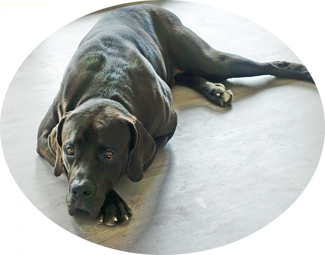 Tolle Single-Wohnung, Hunde und Katzen erlaubt !!!!!  Tolle Single-Wohnung, Hunde und Katzen erlaubt !!!!!