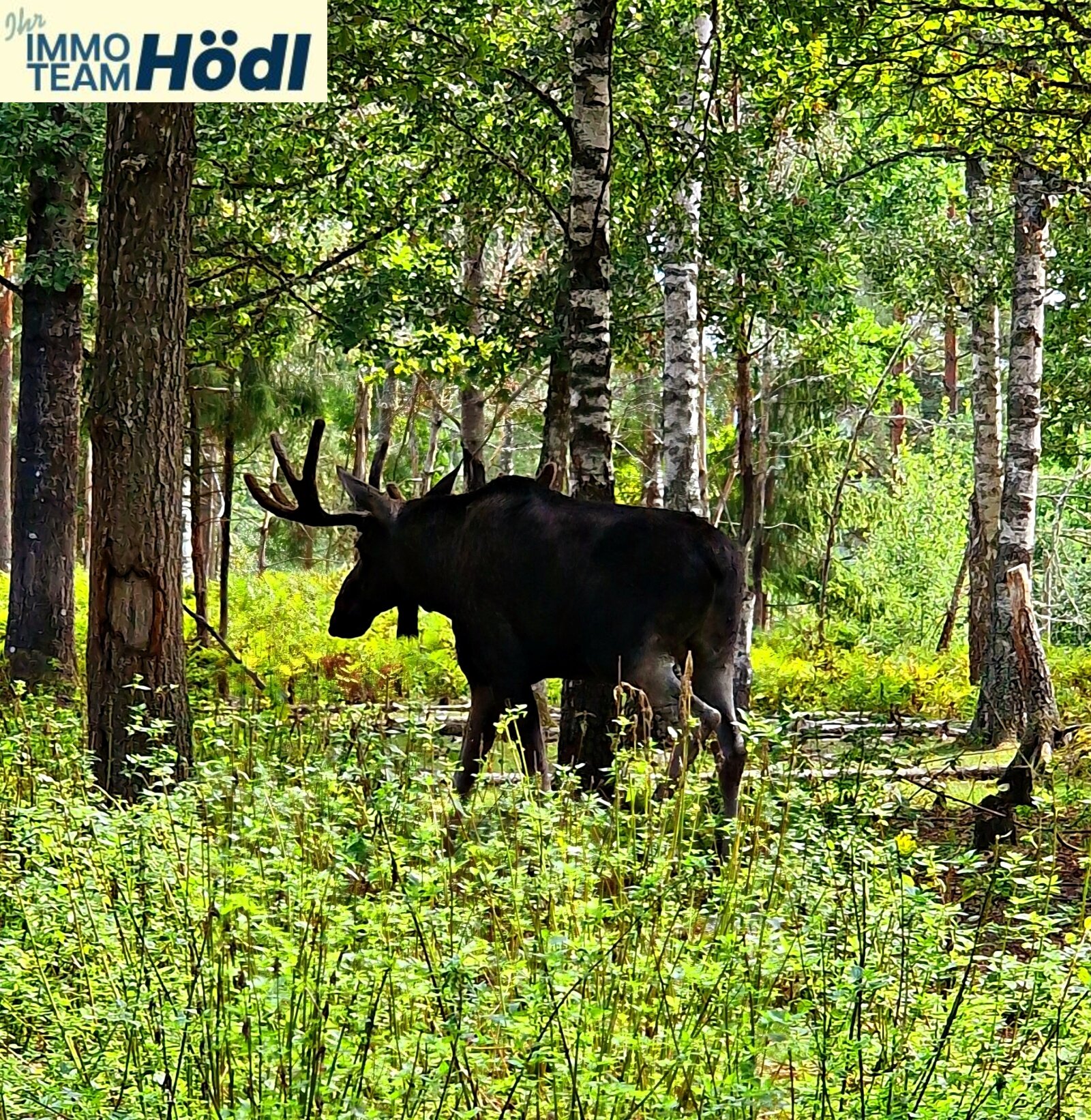 Villa Karllösa, Traumobjekt in Schweden im Herzen von Småland !!! Villa Karllösa, Traumobjekt in Schweden im Herzen von Småland !!!